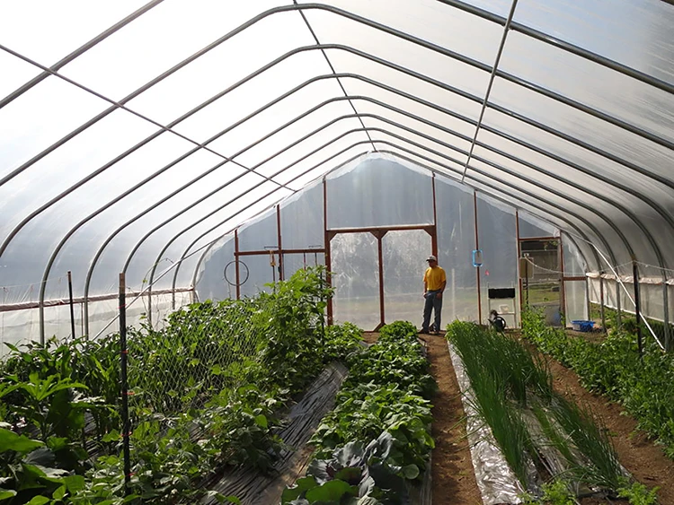 Skyplant Commercial Greenhouse  Low Cost Customized Single Span Plastic Film Greenhouse with Cooling System