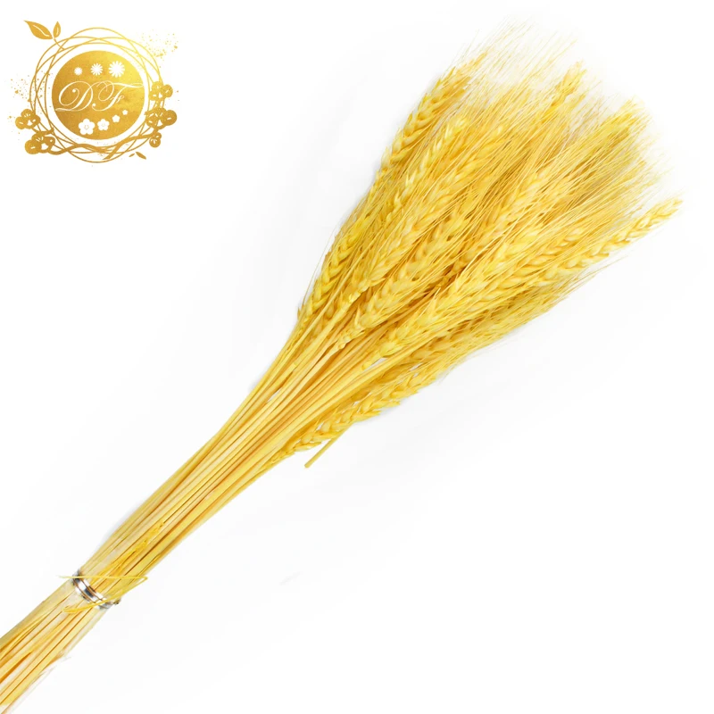 Hot sale supplier  natural wheat real dried wheat  flower  for DIY bouquet