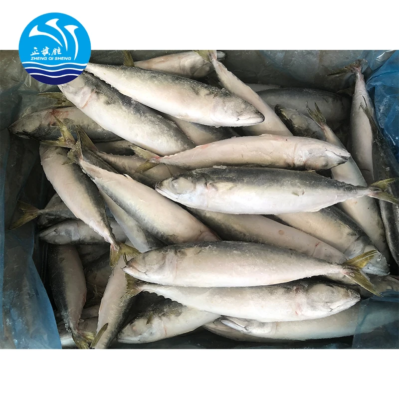 Hot sale frozen pacific mackerel sea frozen deep sea catching mackerel fish