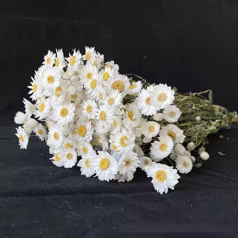 Factory Wholesale Natural Dried Flowers Rhodanthe Bouquet Flower Ludan Bird Dry Flowers Decorations