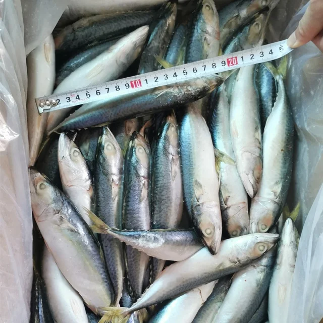 
Hot Sale Frozen Pacific Saury Bulk Mackerel Canned Jack Mackerel Fish For Ghana 