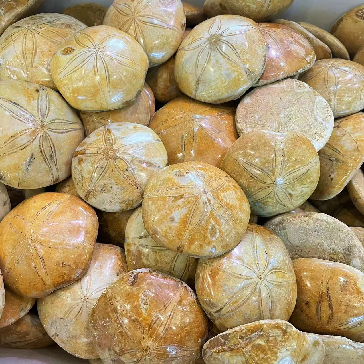 Wholesale Natural Crystal Mineral Polished Healing Crystals seashells Starfish Fossil For Collection