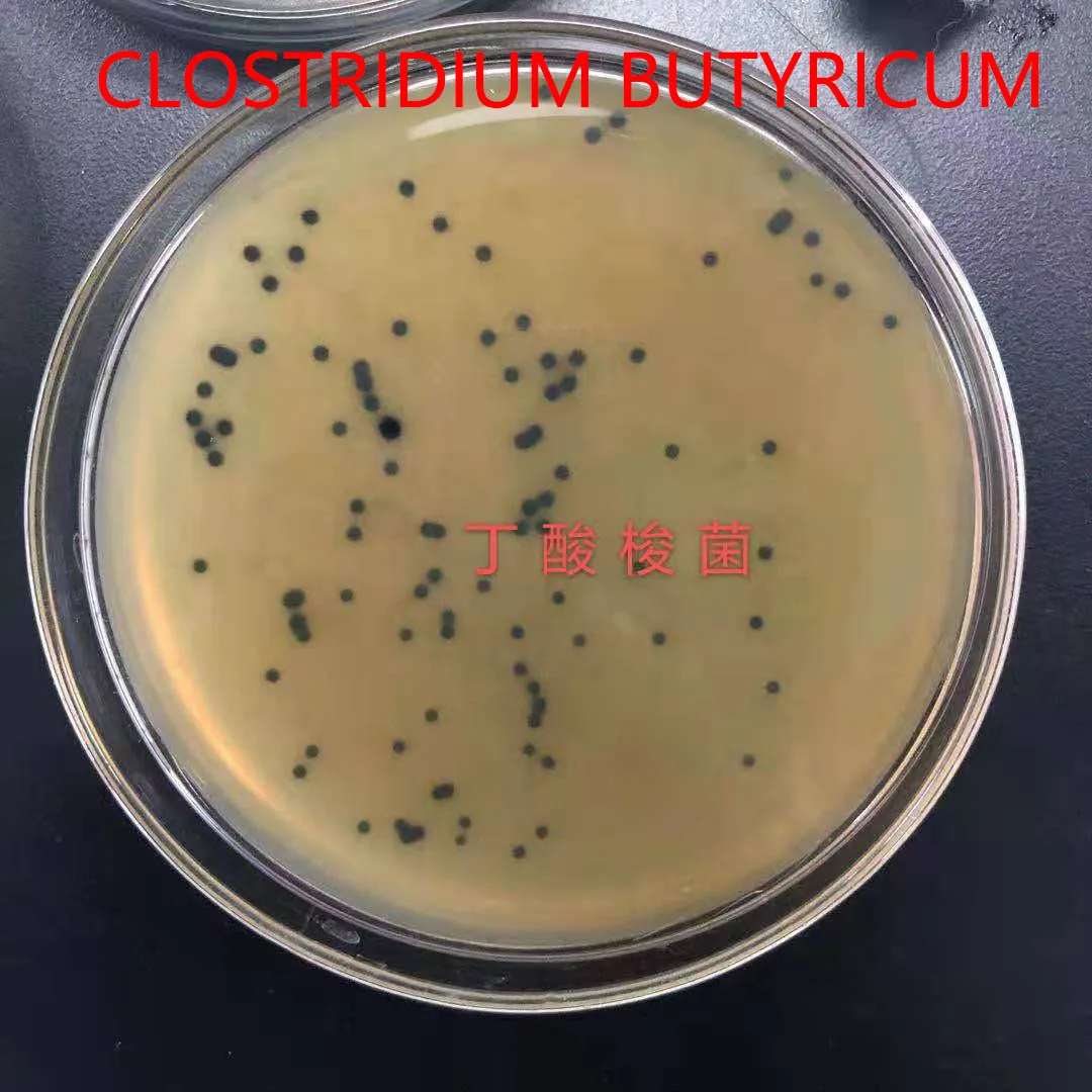 Высококачественная очищающая вода 20 миллиардов Clostridium Butyricum Bio Earn кормовая добавка Porc