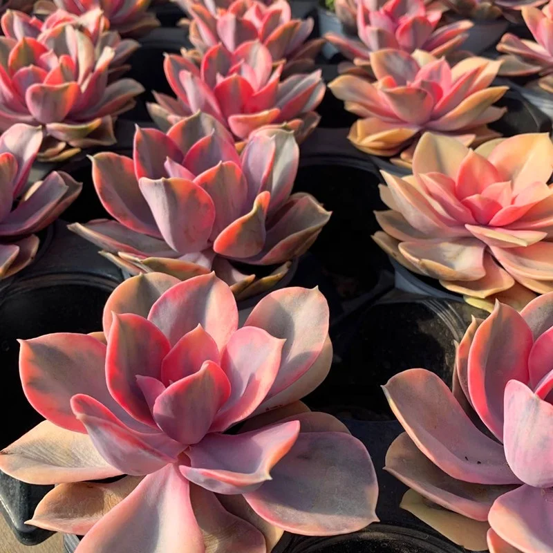  Оптовая продажа радужные красивые декоративные живые растения Echeveria по низкой цене настоящие суккуленты