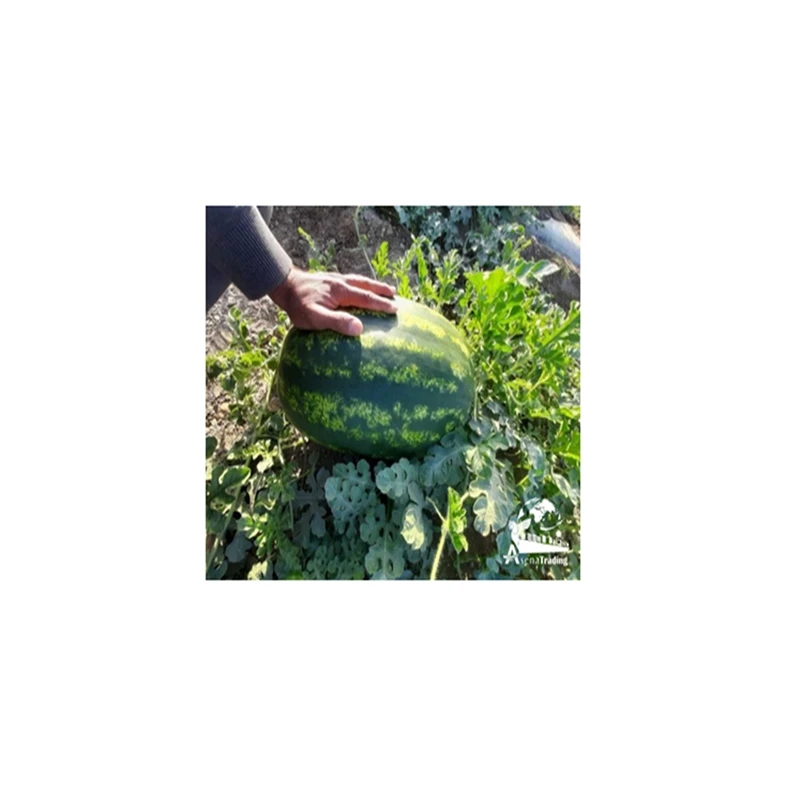The most popular wholesale Premium Quality Box Packaging Great Fresh Sweet Juicy Natural Fresh Watermelon