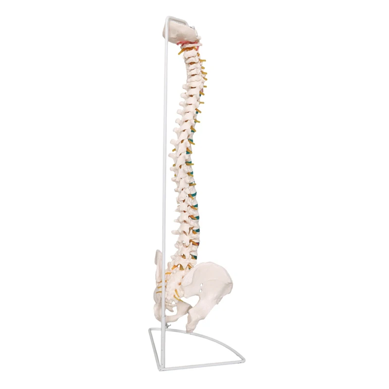 Production of PVC spine model vertebral column model/Medical science life size human spine anatomical model/medical spine model