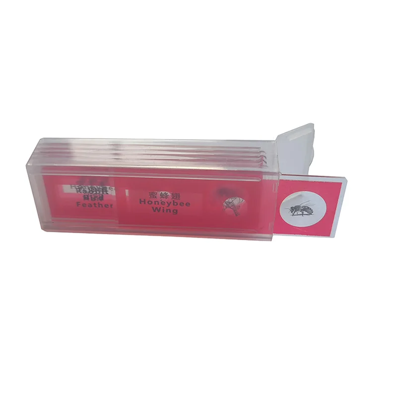 5pcs Children Education Used Biology Prepared Microscope Slides Set For Microscope