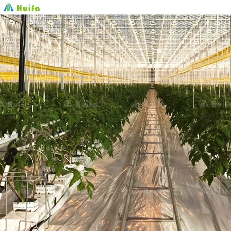Commercial Single Multi Span Large Plastic Film Tunnel Greenhouse For Flower Vegetable Hydroponic Supplier