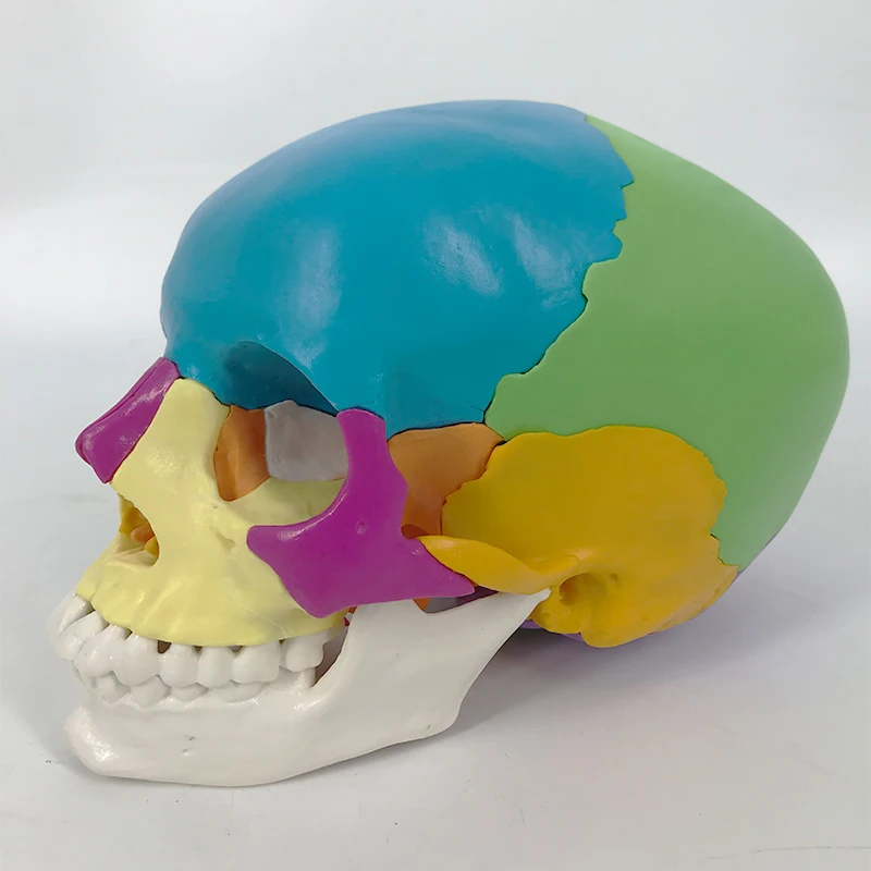 
Colored skull anatomical model 22 parts 