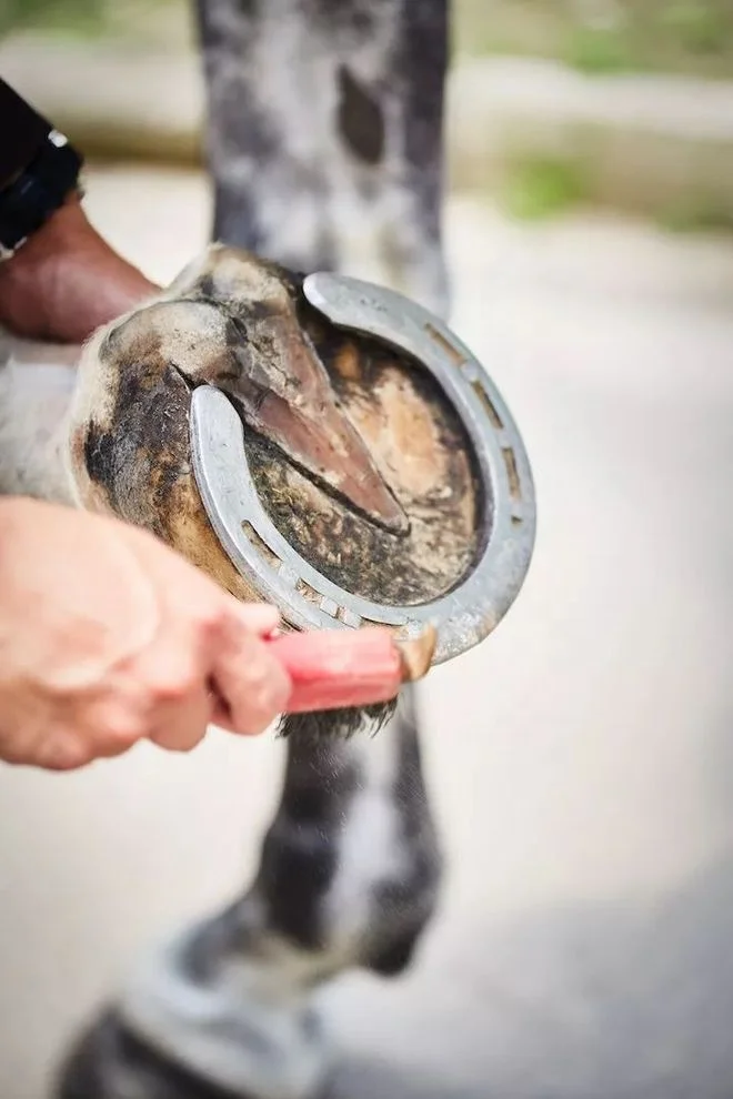 Budget-Efficient Plastic Horse Hoof Pick with Brush Classical Equestrian Grooming Tools Accessories for Racing Horses Made of PP