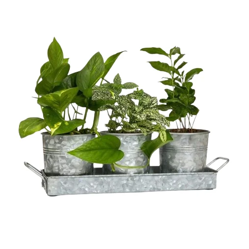 Home Garden Balcony Galvanized Flower Planters Zinc Pots with Tray Multi Functional Container Galvanized Iron Planter