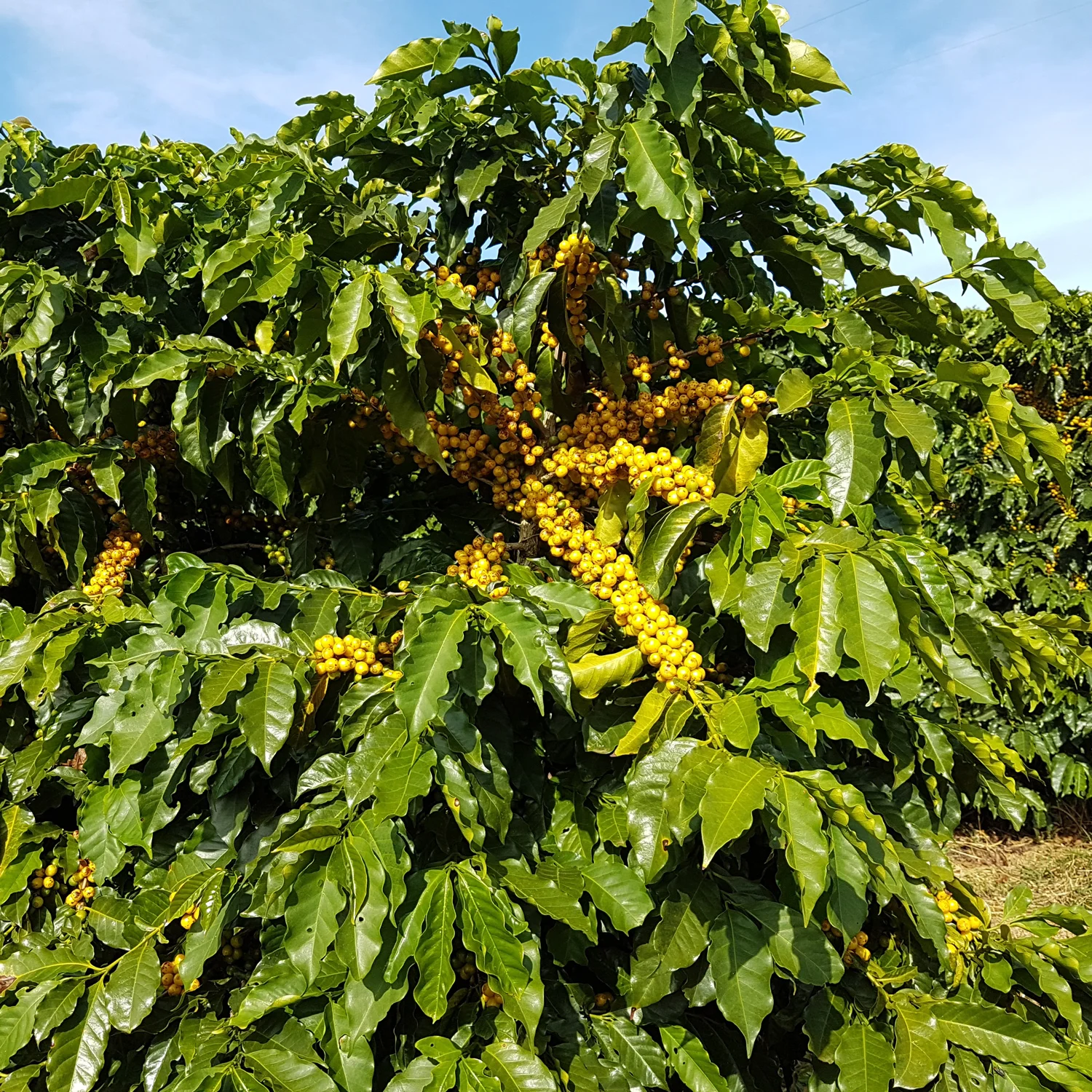 Premium Quality 100% Natural Green Arabica Coffee Bean Agricultural Products Green Coffee Bean For Export