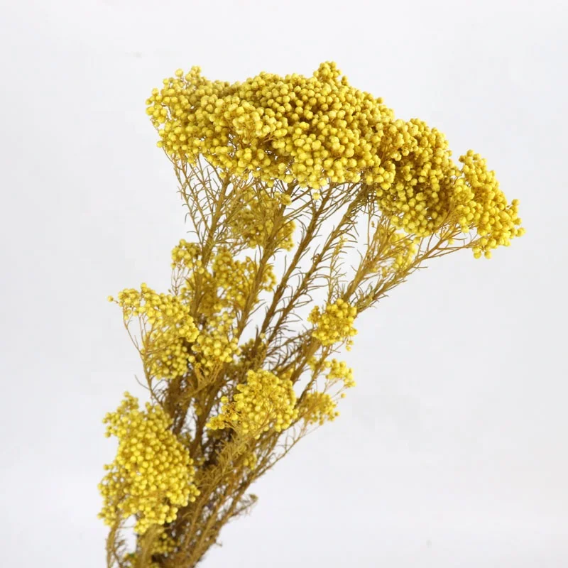 Wholesale Popular Everlasting Stained Rice Flower Millet Mi Flower For Wedding Decoration Desk Display  baby pampas asparagus