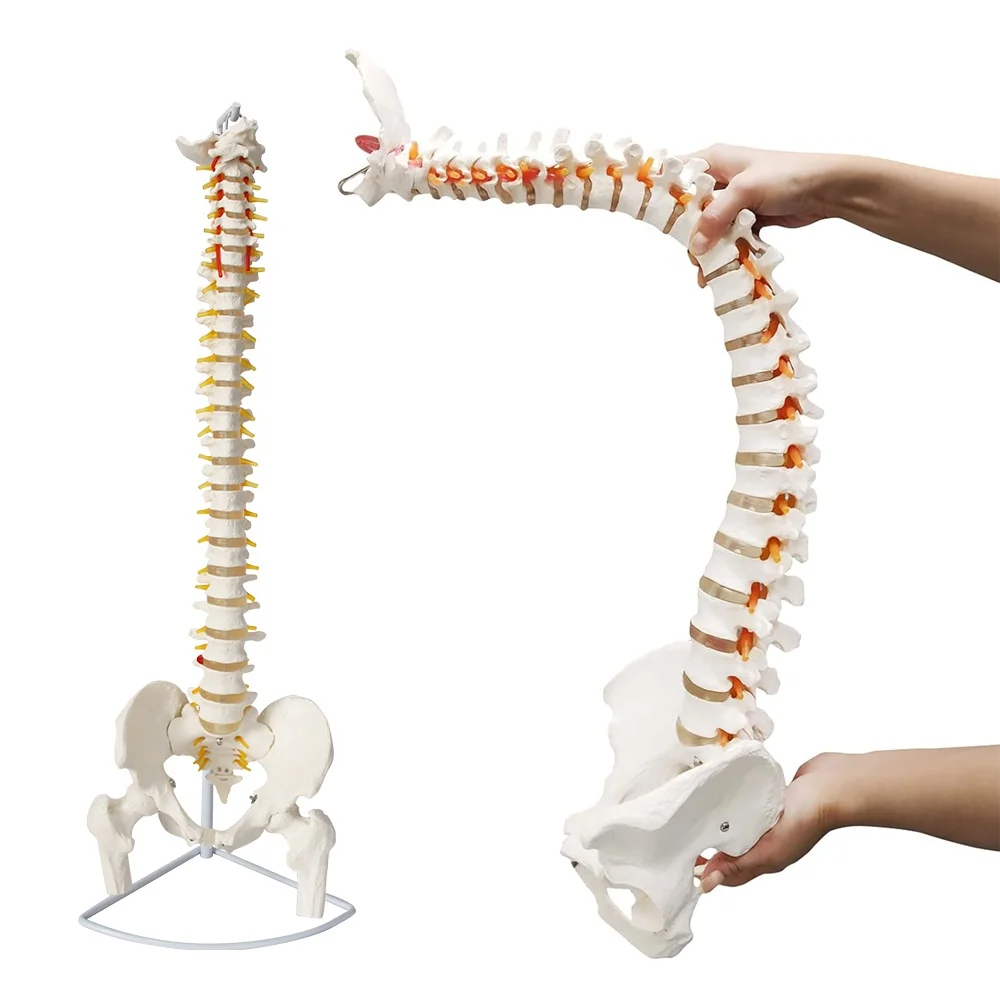 Human Spine Model 1:1 Adult FRT014 Medical Bone-setting Skeletal Model Lumbar Spine Skeleton Model