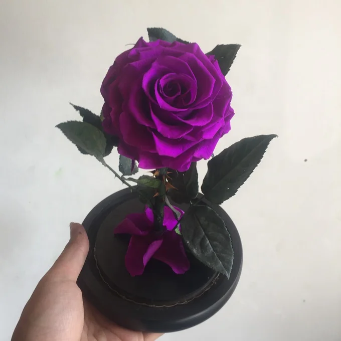 
natural preserved real rose in glass dome as gifts for valentine day 