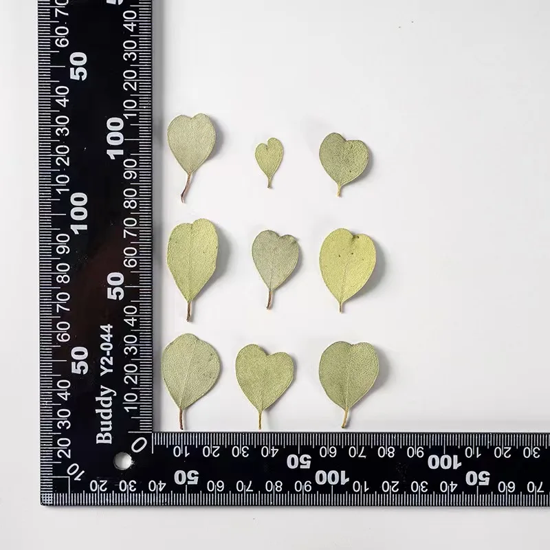 MNR2086 hear size dried eucalyptus leaves for DIY resin craft