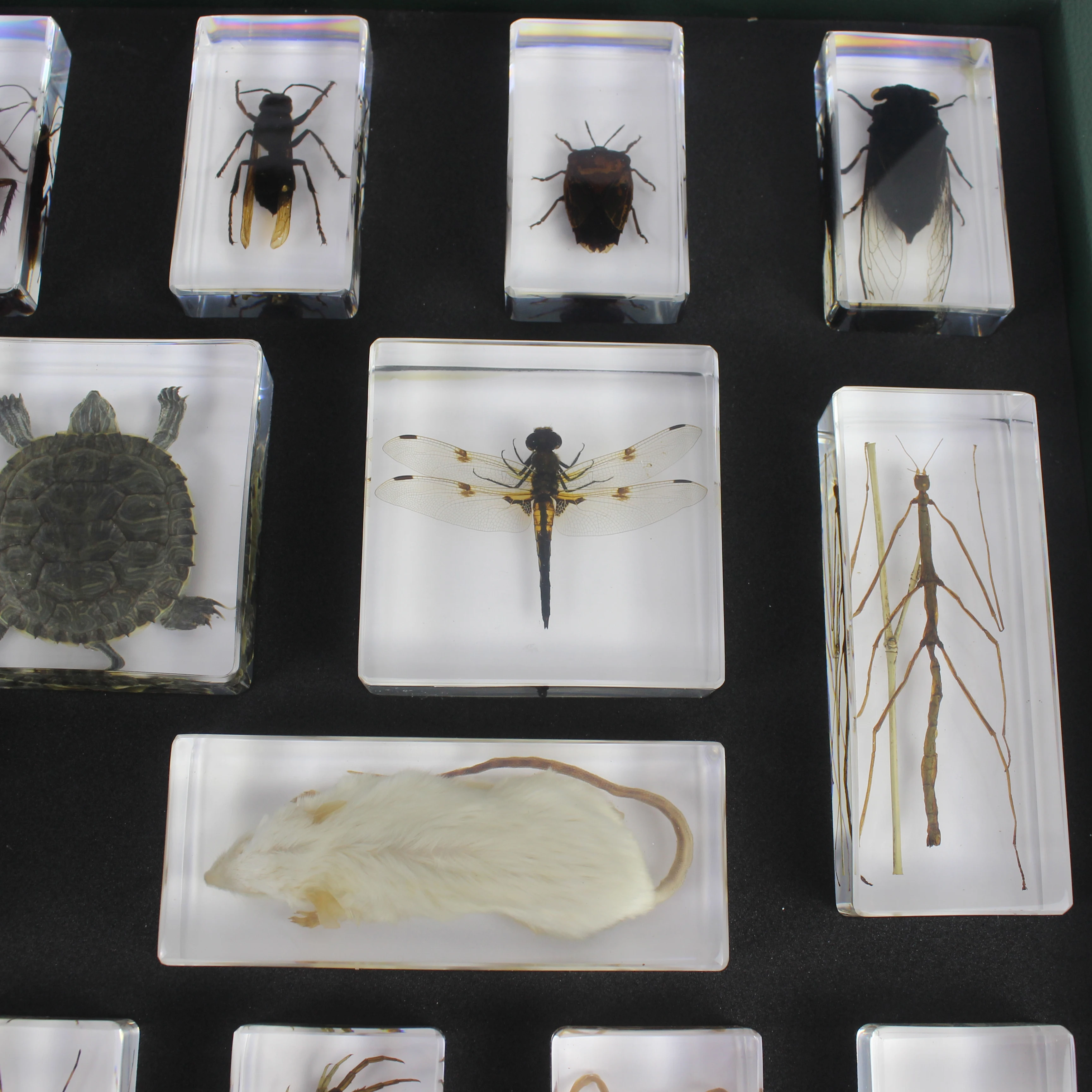 Different Animal Specimen Display Acrylic Educational Toy Block Animal Kingdom (II) Kits for Children