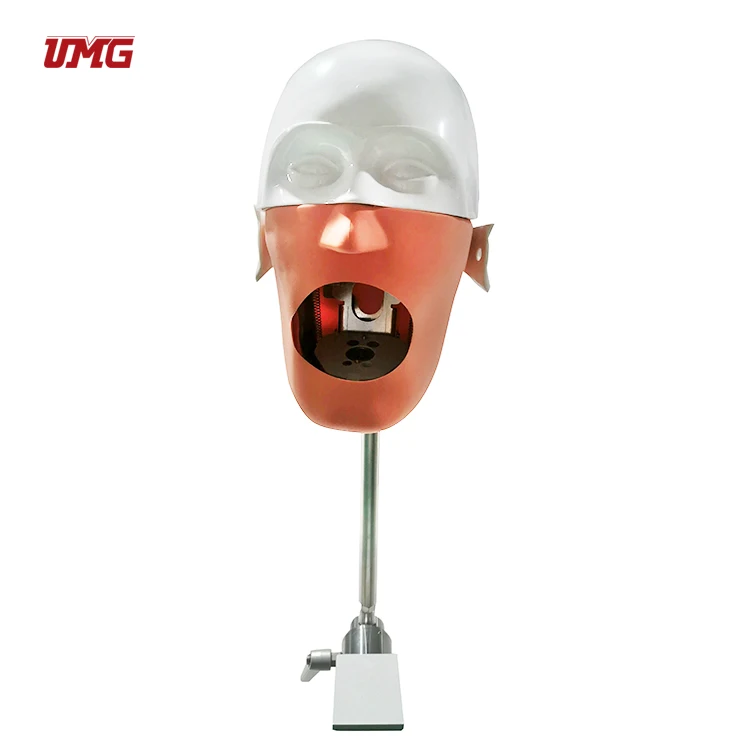 Popular Teaching Dental Senior Phantom Head Manikin