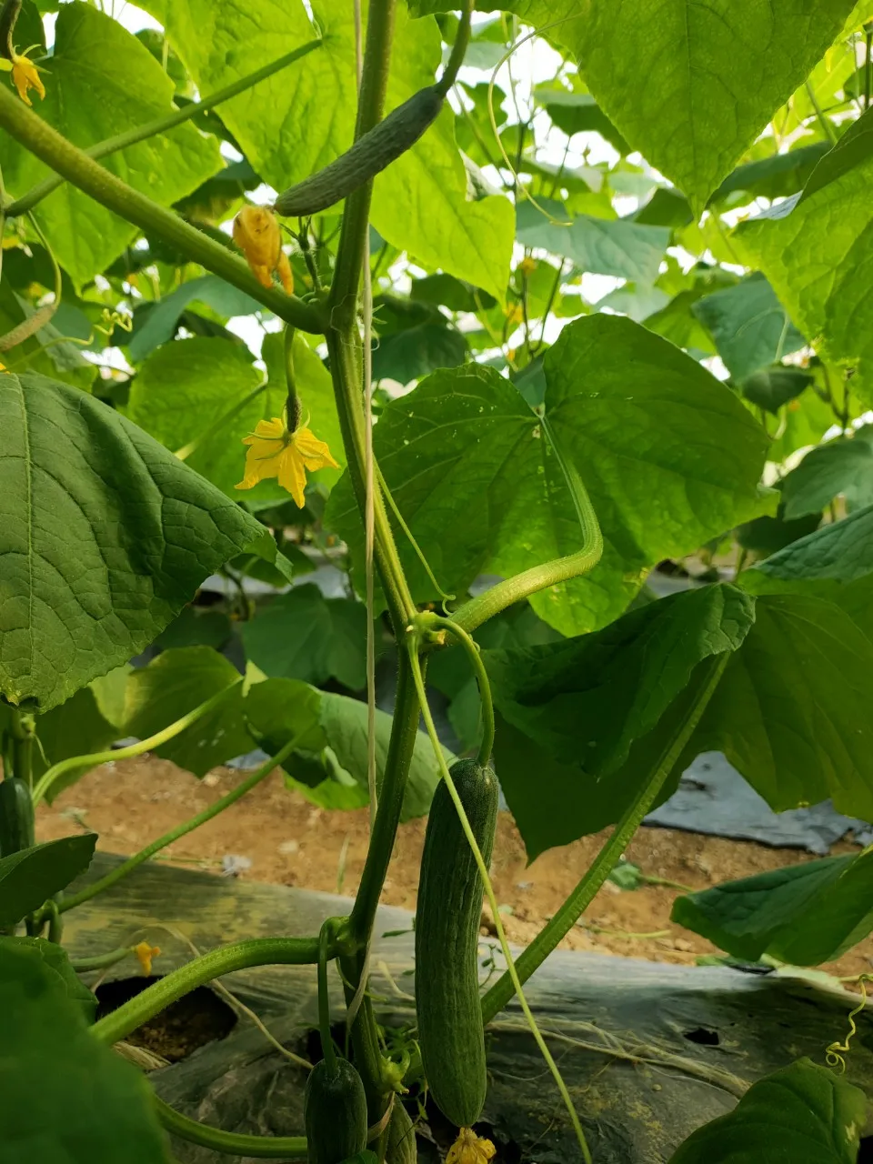 Стандартная компания во Вьетнаме, оптовая продажа, свежий и сочный огурец, 100% гарантия возврата денег, Свяжитесь сейчас