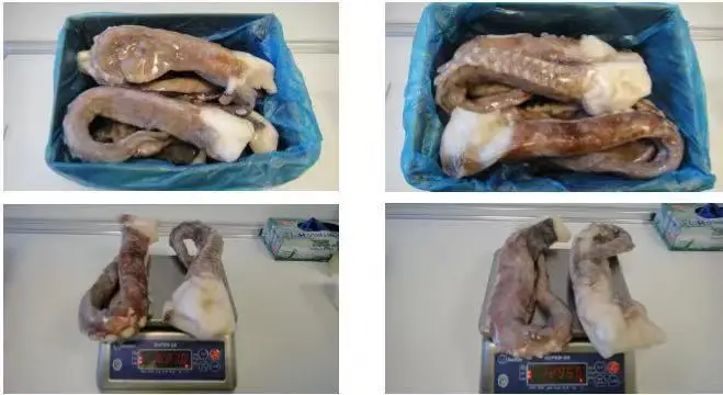 Squid Tentacle B1.jpg