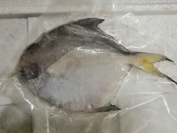Wholesale Fresh Frozen Silver White Pomfret Frozen Fish