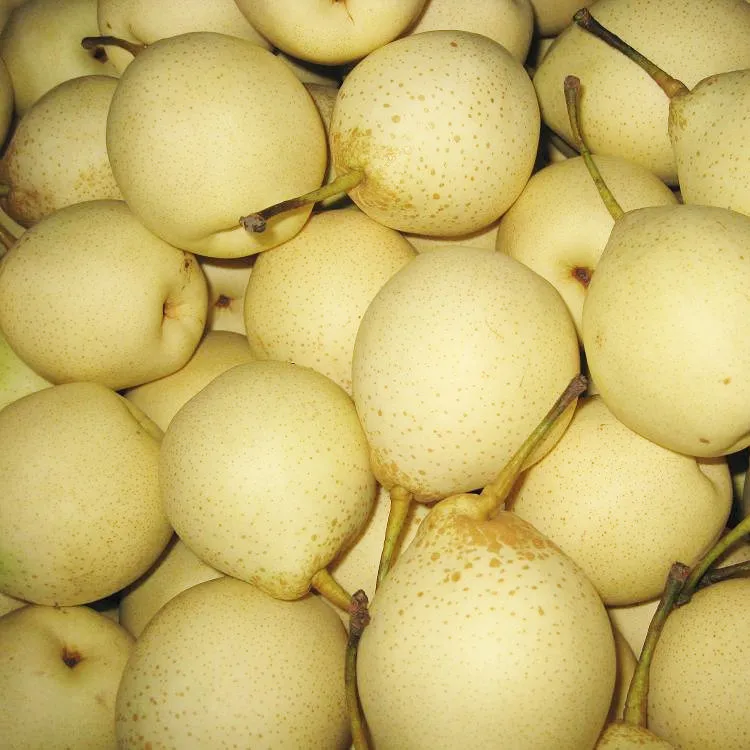 Chinese 2021 new season star sweet and juicy Ya pear/Crystal pear/Asian pear
