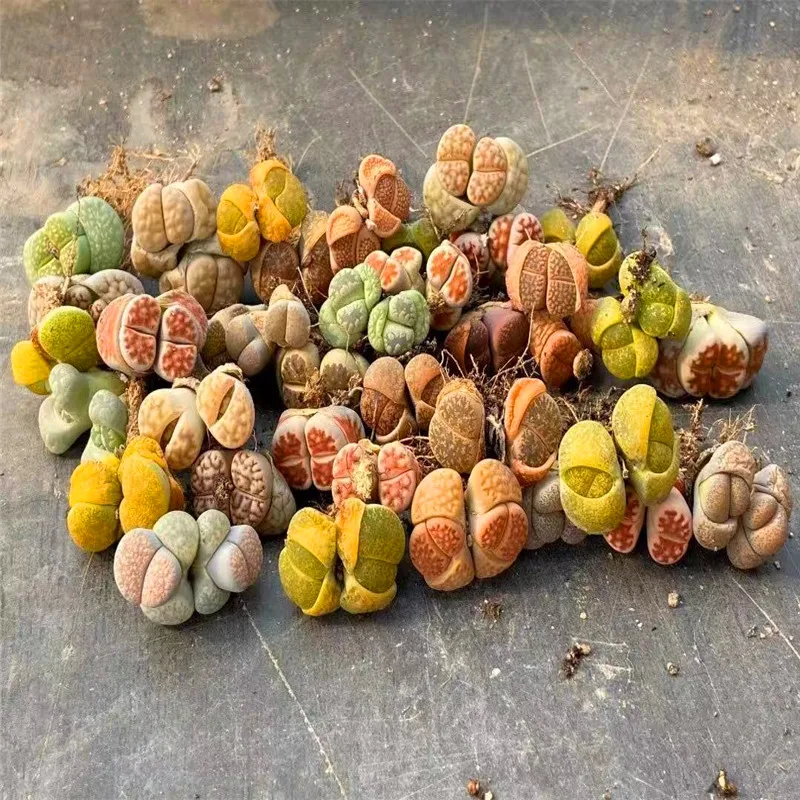 
wholesale cactus succulent plants living both sides stones Lithops 