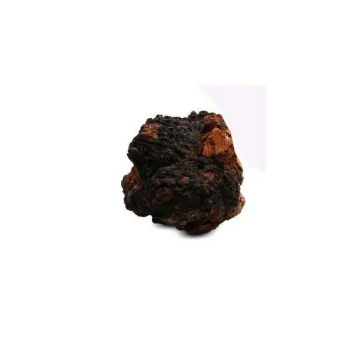  Высокое качество новинка оптовая продажа натуральный chaga замороженный цельный гриб tonotus