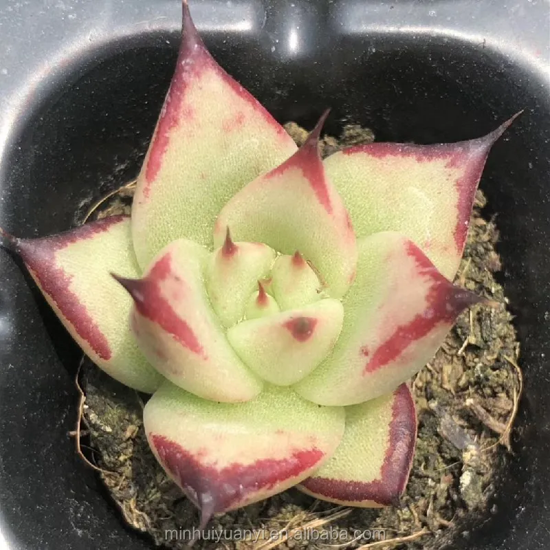 Wholesale of succulent plants Indoor ornamental plants  Echeveria