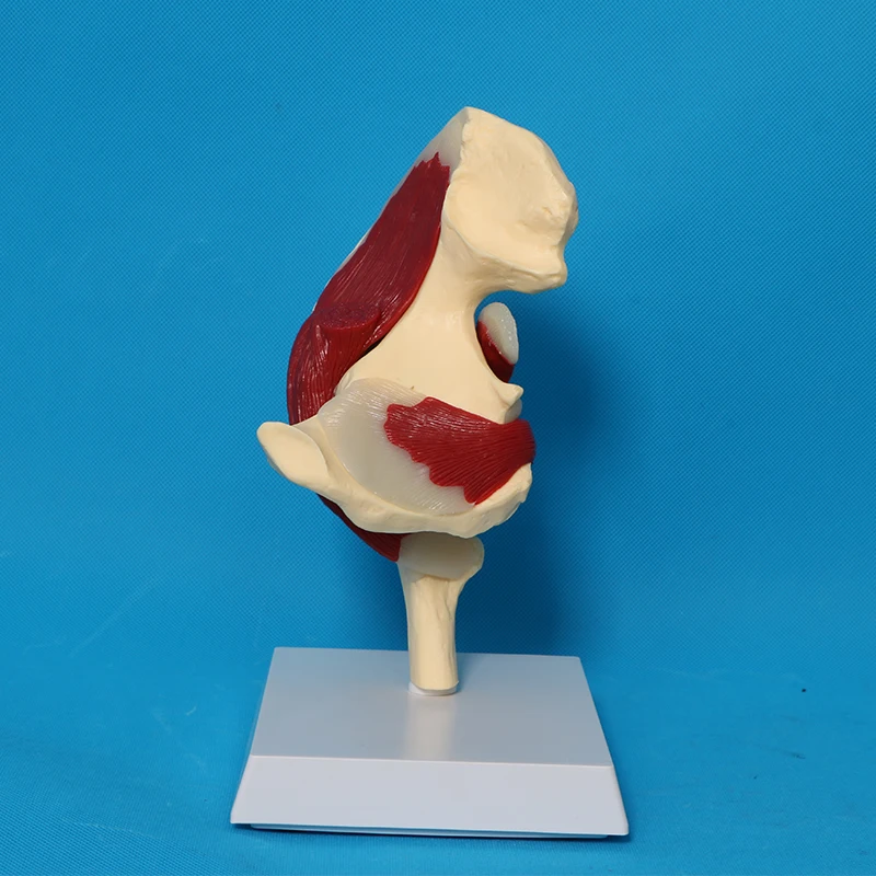 Human Skeletal Anatomy Hip Joint Ligament Muscle Model