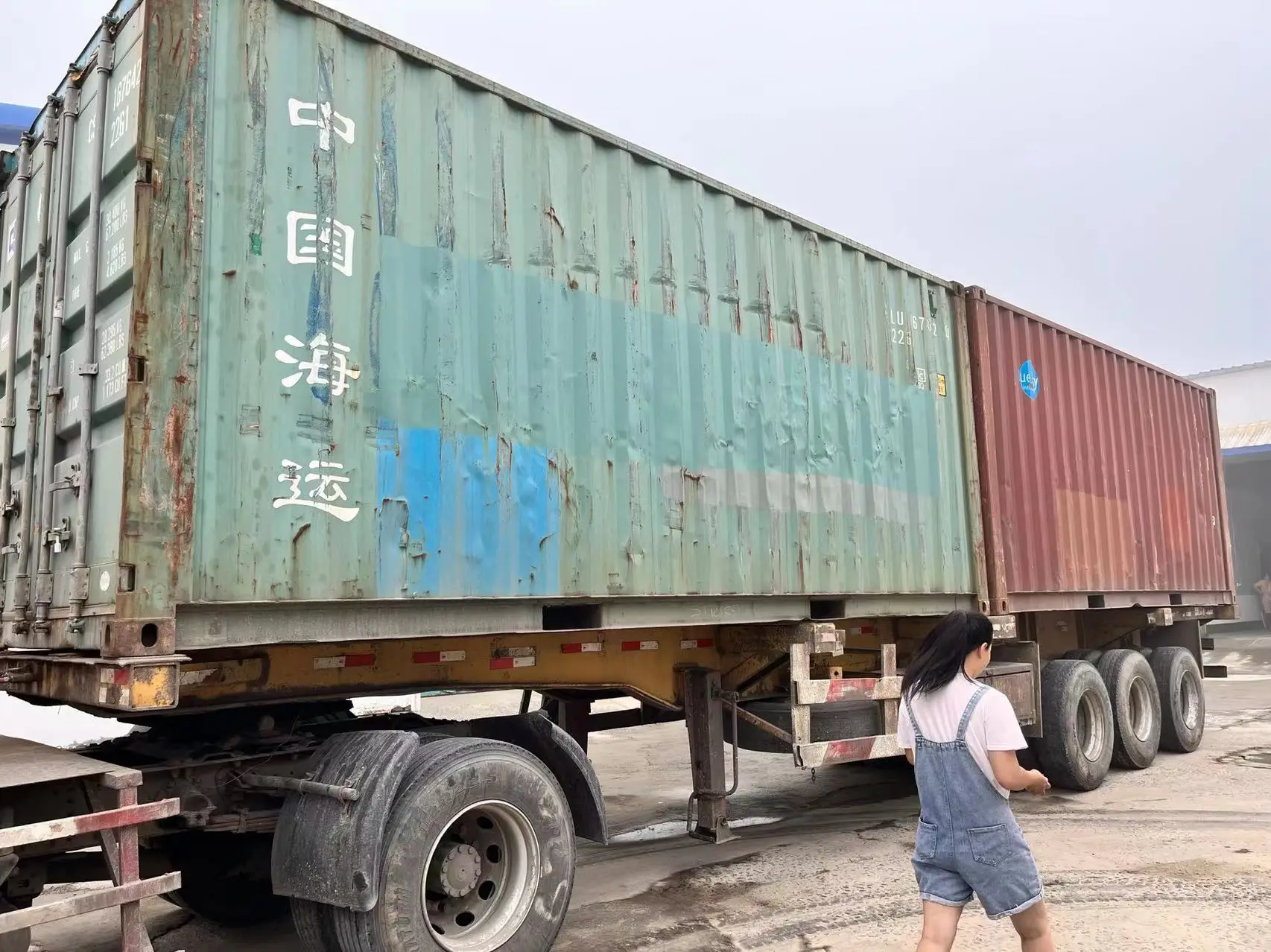 Chinese seedless date