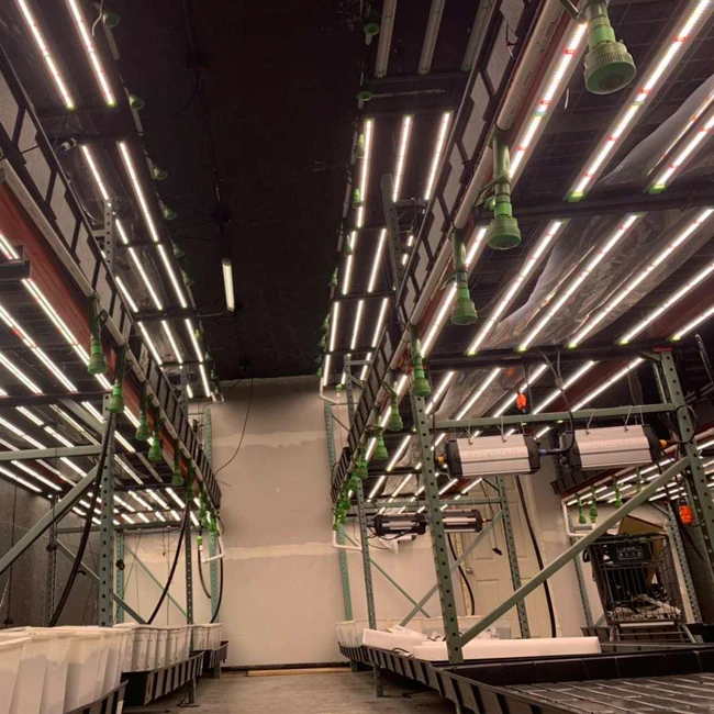 Flexstar 5-Year Warranty High Yields Indoor Vertical Farming 645W 720W 800W 1000W Led Plant Grow Light
