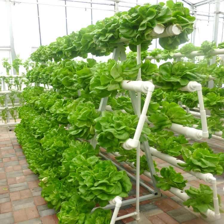 
Vertical Hydroponic Growing System A-shaped NFT PVC Pipe Channel Supplier 