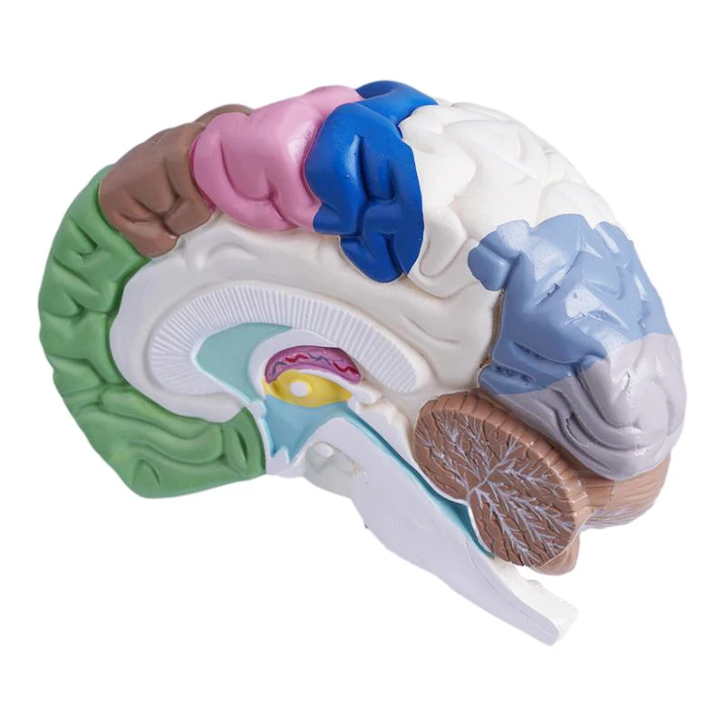 human skeleton Anatomical model Medical gift display of human body color right hemisphere functional area brain model