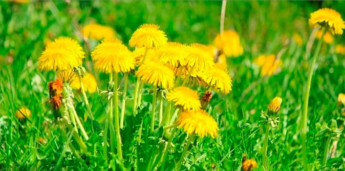 Sales!Natural Dandelion Root Extract powder