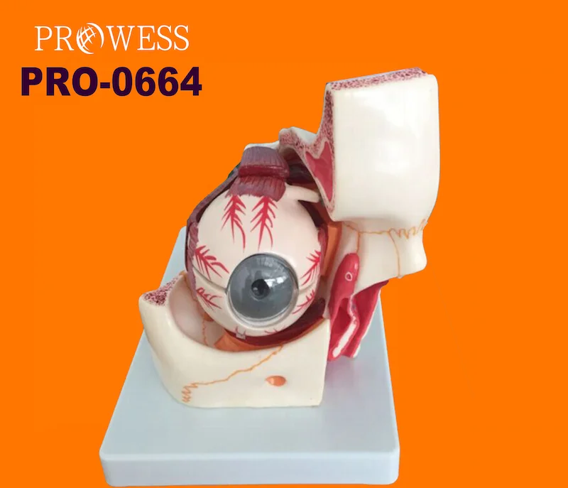 PRO-0664 Medical education Human eye model Sensory model Eye and orbital model Enlarged anatomical version