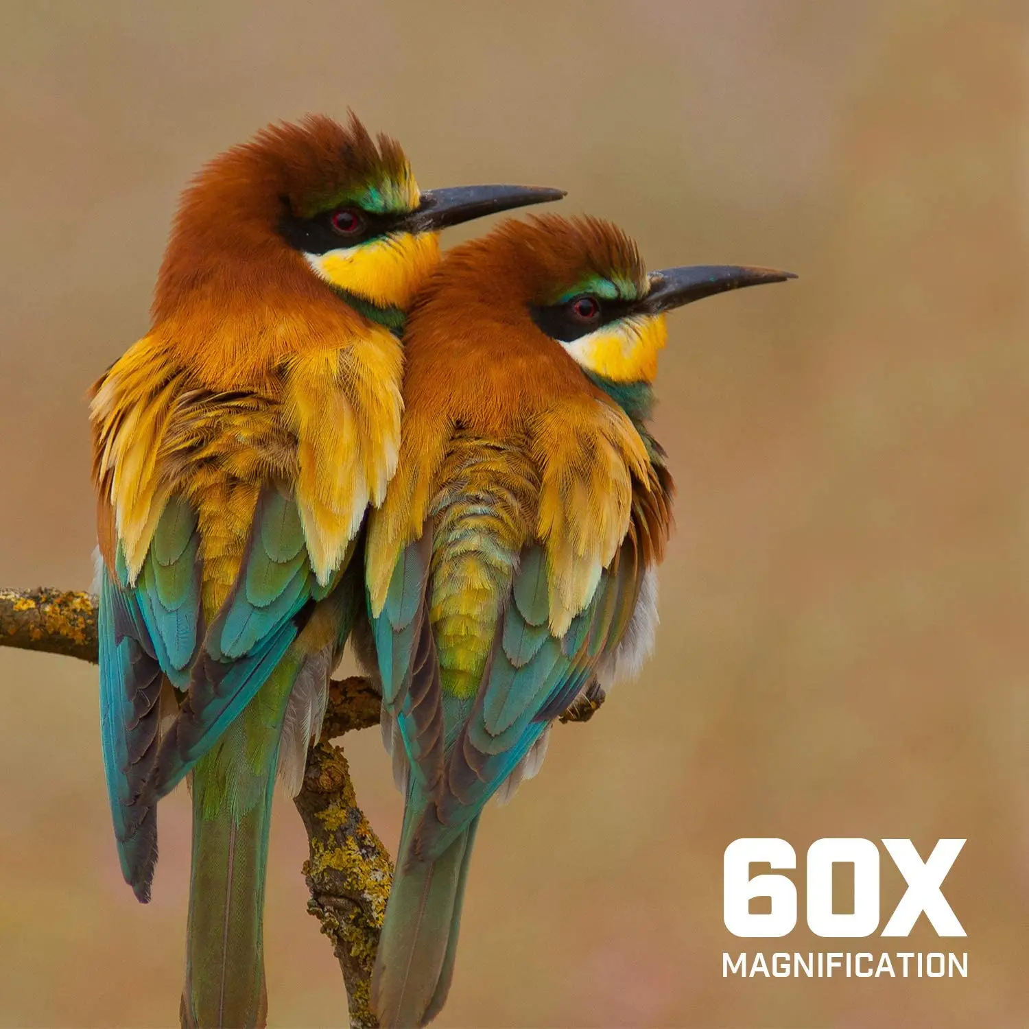 SUNCORE Spotting Scope for Target Shooting w/Tripod 20-60x60mm, Multi Coated Optical Lens