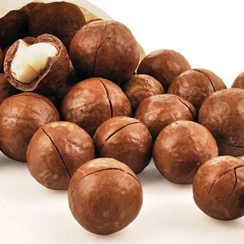 Macadamia Nuts Roasted Macadamia Organic Macadamia Nutsts