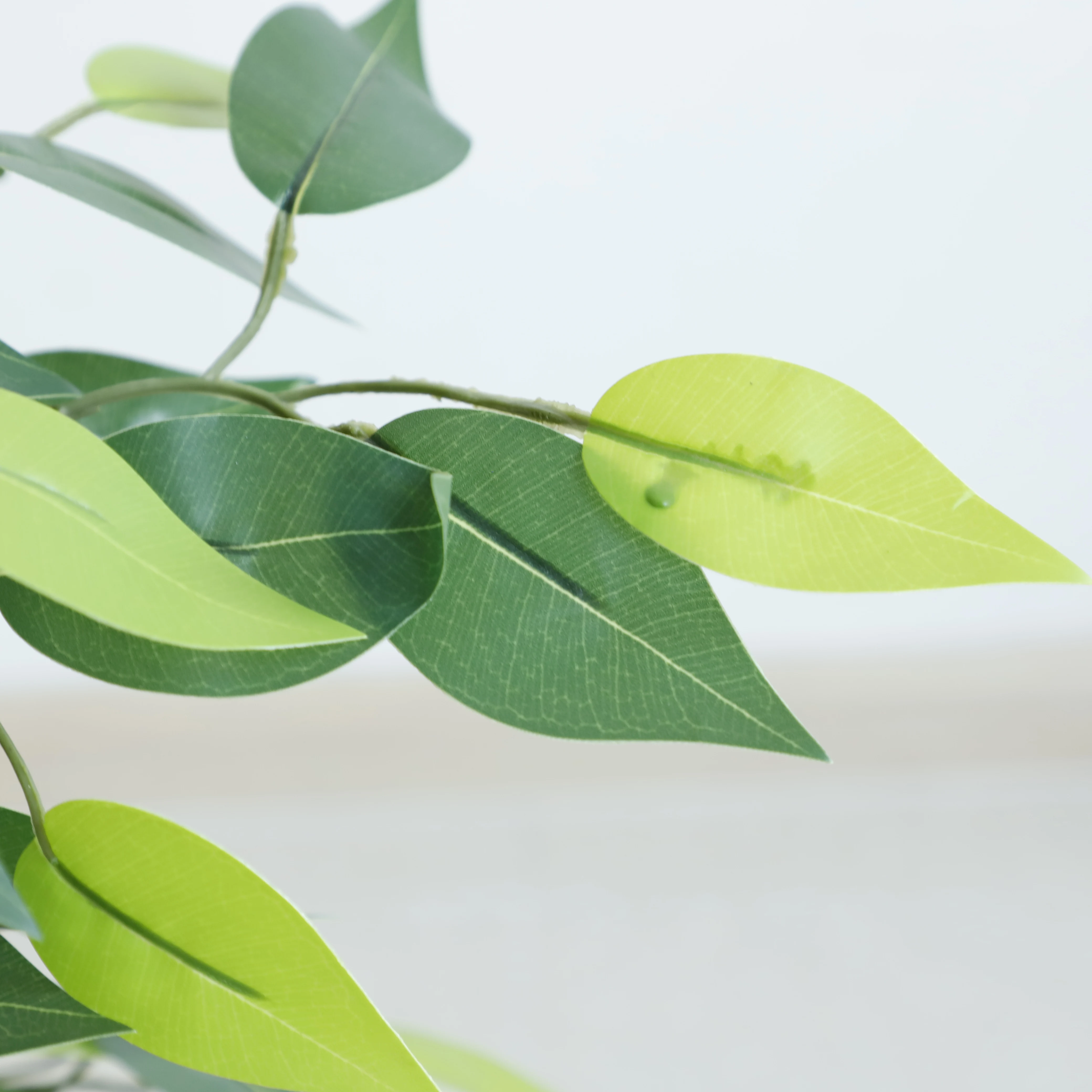 New Design Plants ficus tree nursery taiwan ficus bonsai ficus microcarpa bonsai trees arabic decoration