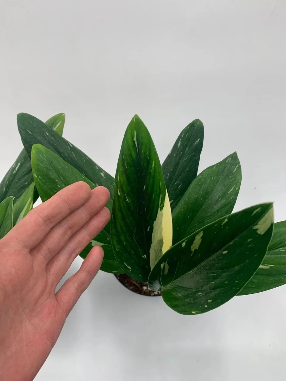  Оптовая продажа растение для гостиной Monstera