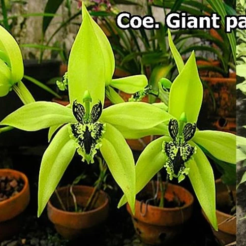 
Coe. Giant pandurata 