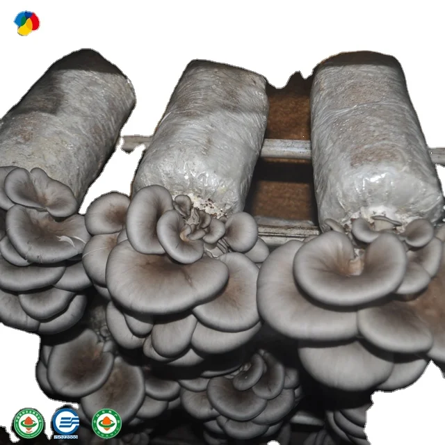 Worldwide popular Hot sale  High Yield cultivated edible fungi Oyster mushroom spawn sticks