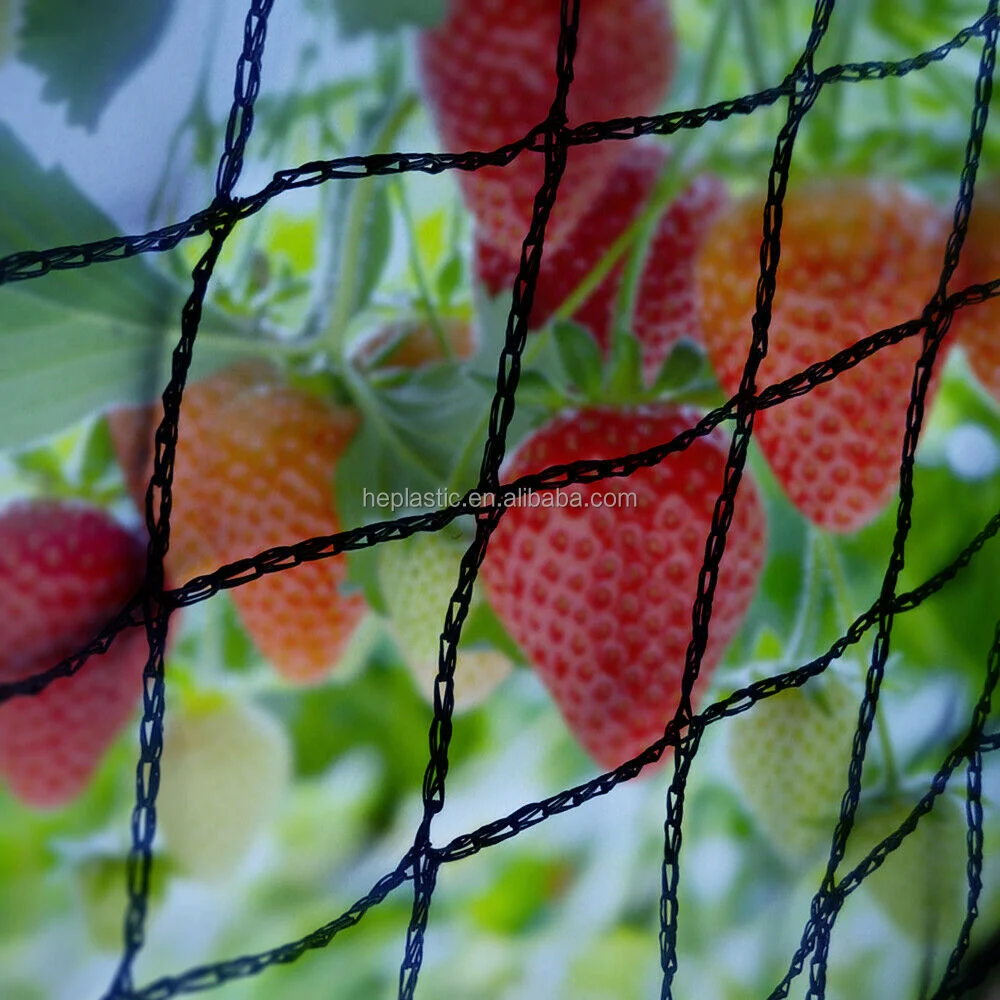 Black Anti Bird Netting Poultry Net Aviary For Vegetables Plants and Fruit
