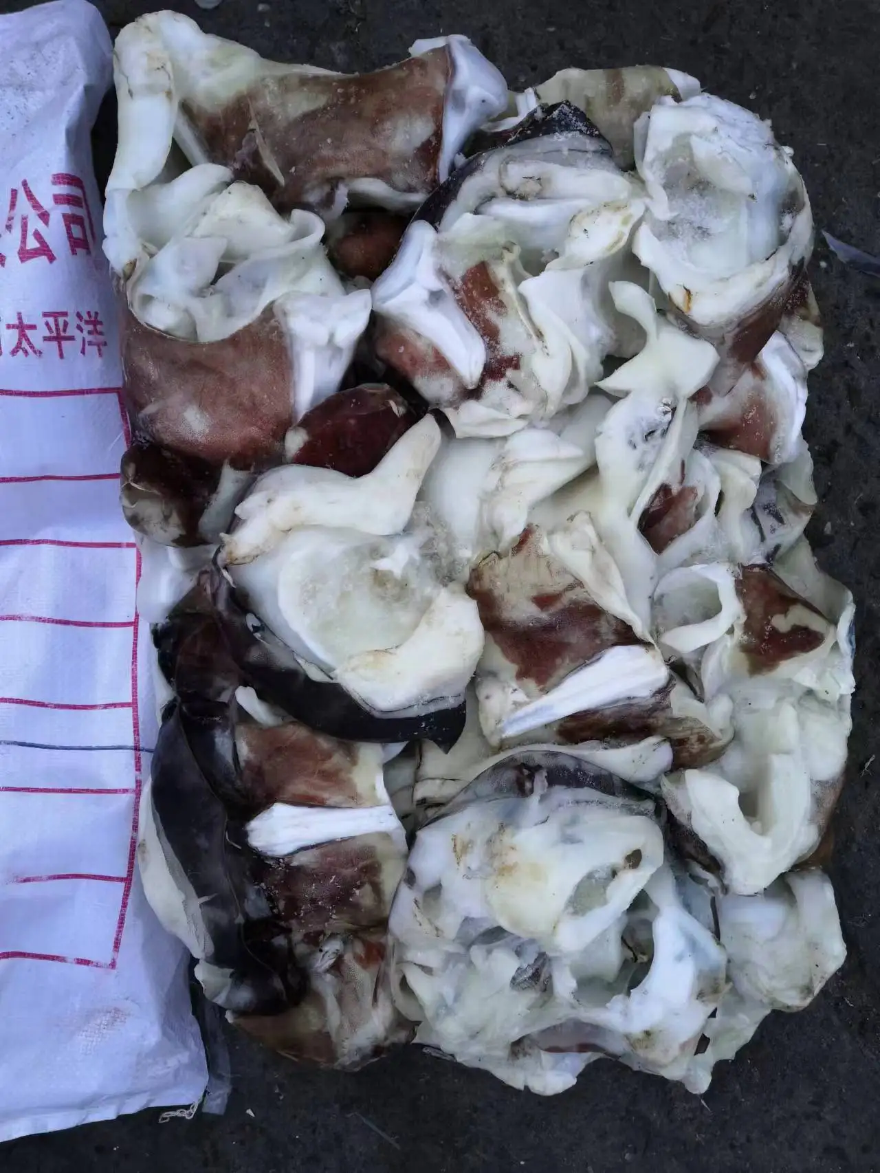 Frozen squid neck for sale squid neck giant squid neck