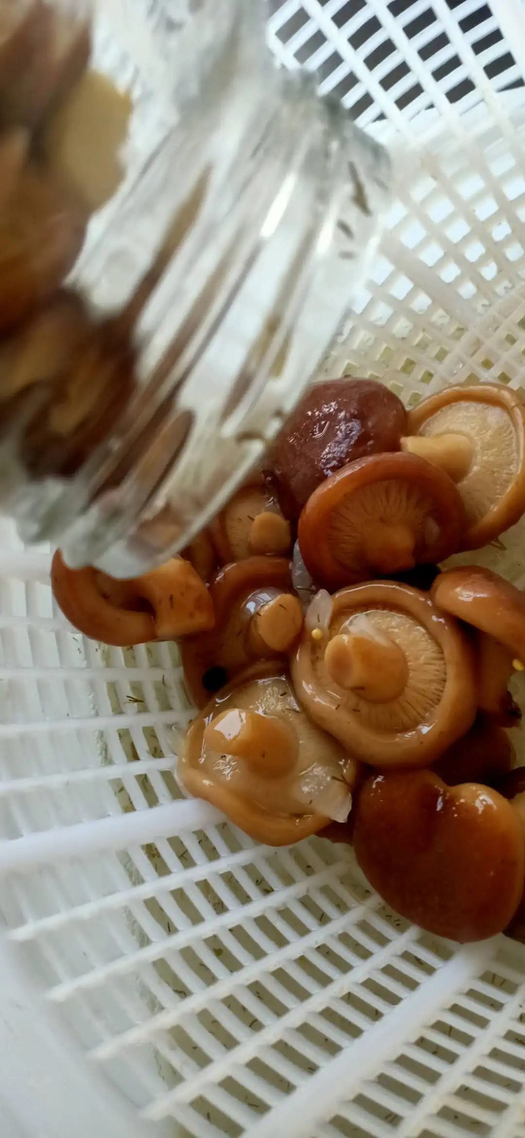  Shiitake маринованный 425 мл/850 мл в жестяных грибах 3 кг рассоле 314 соленый шишаке чеснок 580 г 550 370 стеклянной банке без