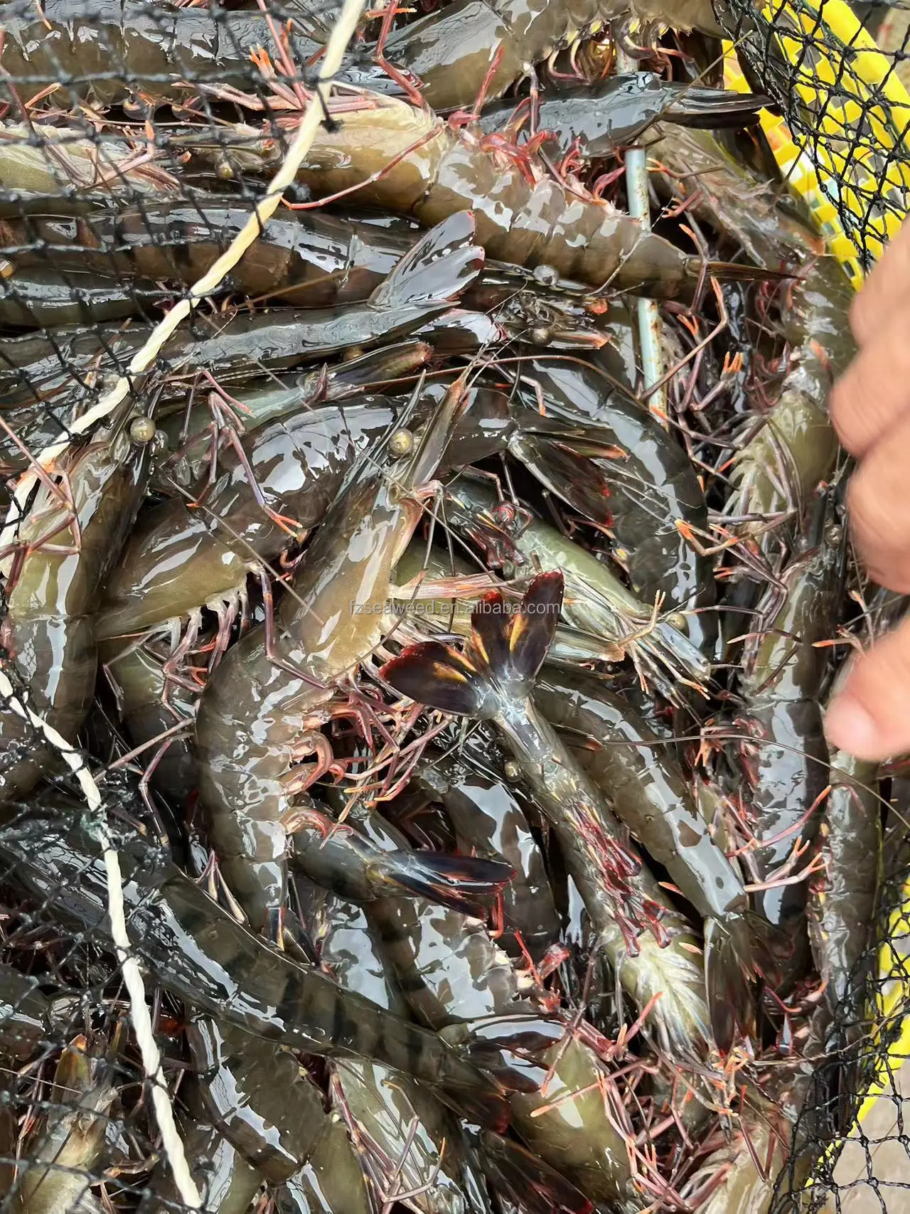 Giant Tiger Prawn No Additives Fresh Natural Whole Shape Raw Frozen Bulk Seafood Shrimp