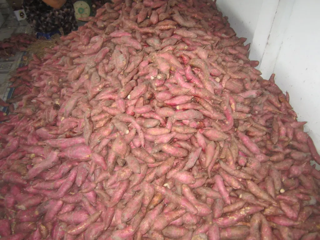 Qualified Sweet Potato for export original from Vietnam