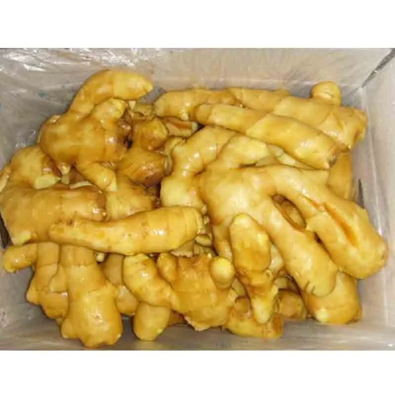 Optimum top quality fresh ginger /air dry ginger hot sales factory price supplier price