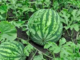 Premium Grade Sweet Delicious Taste Red Flesh Color Hybrid Green Food Bulk Other Fresh Fruit Watermelon For Sale