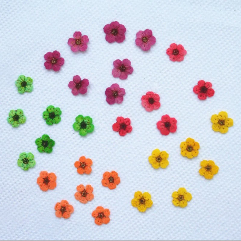 
12 Color Mini Real Flower Small Dry Flower Scrapbook Dry DIY Nail Phone Case Jewelry Accessories 